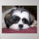 Zoek naar hond shih tzu posters Ras