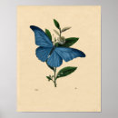 Zoek naar blauwe vlinder kunst Vogel