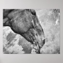 Zoek naar zwart wit dieren posters Western