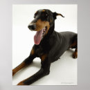 Zoek naar pinscher kunst Zwart