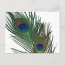 Zoek naar peacock feather briefkaarten Kleurrijk