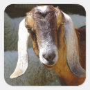Zoek naar geit stickers Kaas