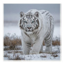 Zoek naar witte tijger kunst Sneeuw