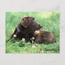 Zoek naar labrador retriever briefkaarten Foto