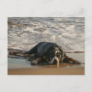 Zoek naar zeehond briefkaarten Strand