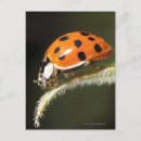 Zoek naar ladybird briefkaarten Natuur