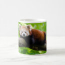 Zoek naar rode panda mokken Grappig