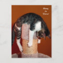 Zoek naar steun briefkaarten Kat