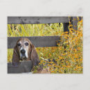 Zoek naar basset hond briefkaarten Hallo