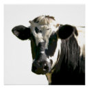 Zoek naar holstein koe posters Boerderij