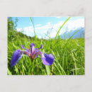 Zoek naar iris briefkaarten Foto
