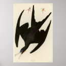 Zoek naar fregat posters Vogel