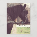 Zoek naar amish briefkaarten Paard