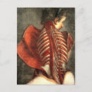 Zoek naar anatomische anatomie briefkaarten Spieren