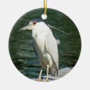 Zoek naar heron fotografie Wilde dieren