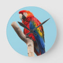 Zoek naar portret klokken Vogels