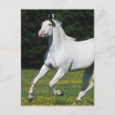 Zoek naar verf paard briefkaarten Actief