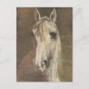 Zoek naar witte paarden briefkaarten Equine