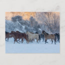 Zoek naar kwart paard briefkaarten Rennen