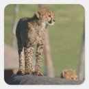 Zoek naar jachtluipaard stickers Baby