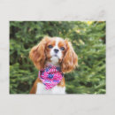Zoek naar cavalier king charles spaniel briefkaarten Ckcs