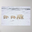 Zoek naar baby ijsbeer posters Arctisch