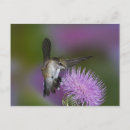 Zoek naar distel briefkaarten Vogel