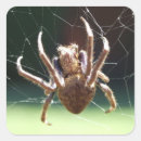 Zoek naar spinachtigen stickers Arachnide