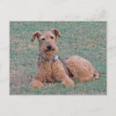 Zoek naar airedale terrier briefkaarten Dieren