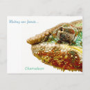 Zoek naar kameleon briefkaarten Natuur