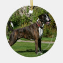Zoek naar boxer dog ornamenten Brindle
