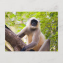 Zoek naar jungle briefkaarten Aap