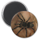 Zoek naar tarantula huis geschenken magneten