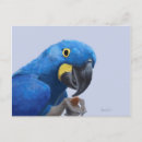 Zoek naar hyacinth briefkaarten Papegaai