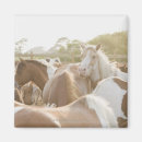 Zoek naar paarden magneten Dier