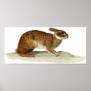Zoek naar konijn posters Vogel