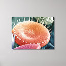 Zoek naar microscopie posters Microscoop