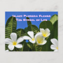 Zoek naar plumeria briefkaarten Bloemen