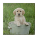 Zoek naar honden tegels Gouden rekwieg