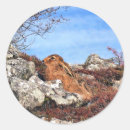 Zoek naar hazen stickers Konijnen