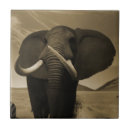 Zoek naar olifant tegels Natuur