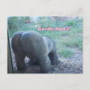 Zoek naar gorilla briefkaarten Grappig