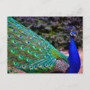 Zoek naar peafowl Dieren