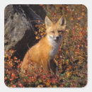 Zoek naar rode vos stickers Fauna