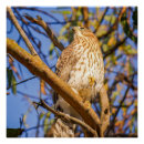 Zoek naar havik posters Roofvogel