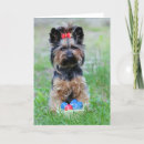 Zoek naar yorkie kaarten Schattig