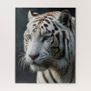 Zoek naar witte tijger puzzels Grote katachtigen