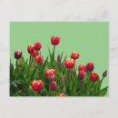 Zoek naar paarse tulp briefkaarten Voor iedereen