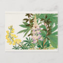 Zoek naar lupine briefkaarten Floreel