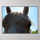 Zoek naar palomino posters Angelandspot